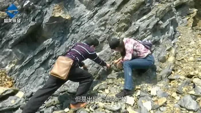 广东省韶关市武江区天子岭3.65亿年前“化石群”又有重大发现
