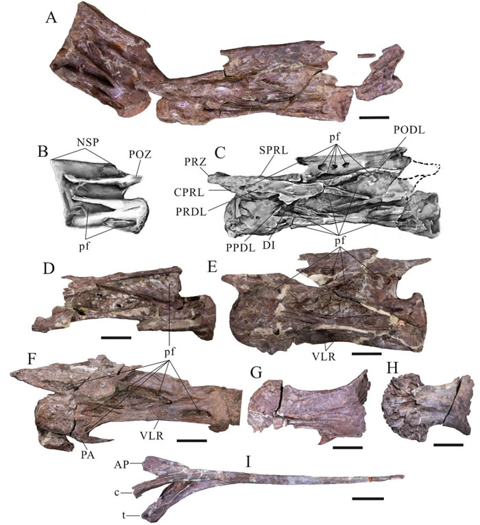 普贤峨眉龙的部分颈椎及颈肋，比例尺10cm