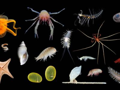 澳大利亚深海探险队“ROV SuBastian”机器人发现30种新物种 包括已知最长的动物