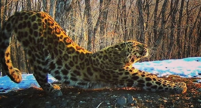 俄罗斯“豹之乡”国家公园发布一只小远东豹的“英俊”照片