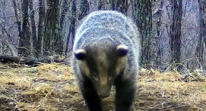 俄罗斯滨海边疆区“豹之乡”国家公园从冬眠中睡醒的亚洲狗獾