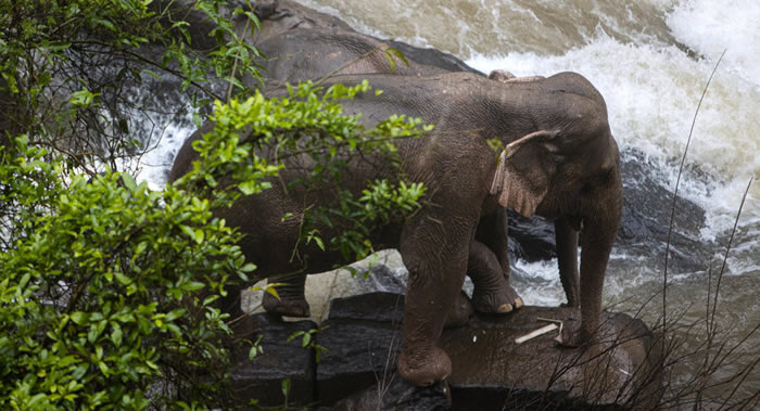 泰国清迈府象园大象踩死试图把它赶出自家花园的农民