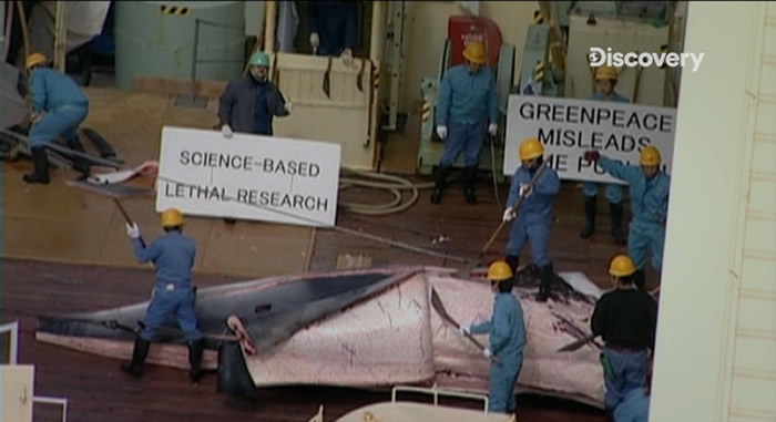 以研究为名捕杀鲸鱼，让沃森不齿而强势对抗，也使他和日本结下梁子。