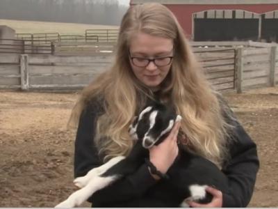 美国威斯康辛州威田柏市农场诞生罕见双头山羊