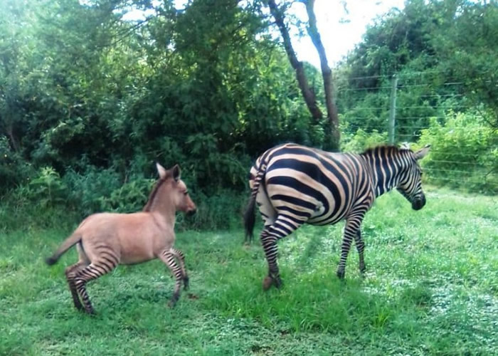 肯尼亚首都内罗毕丘卢国家公园斑马与驴子交配诞罕有斑驴