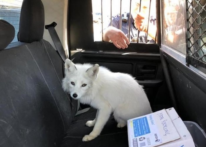 美国明尼苏达州警员接报救狗 到场发现是雪白狐狸