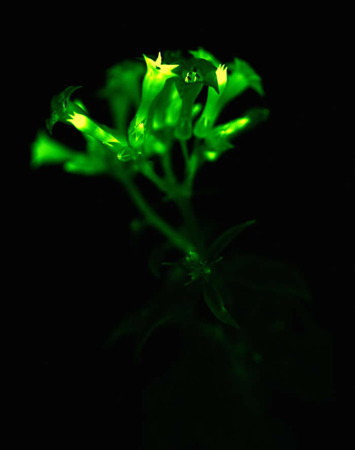 俄罗斯第一次在世界上培育出荧光植物