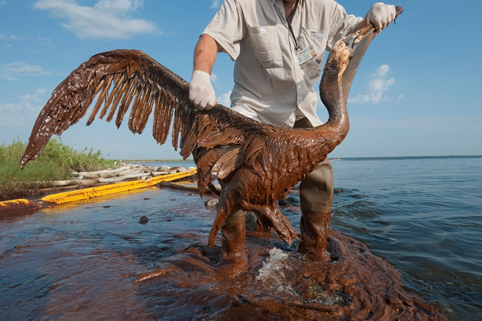漏油事件后，一只全身严重涂满油污的褐鹈鹕在路易斯安那州的贝丝皇后岛（Queen Bess Island）被救起。 PHOTOGRAPH BY JOEL SART