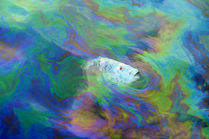 路易斯安那州的大岛（Grand Isle）附近，一条死去的黑石首鱼漂浮在油污的水里。 PHOTOGRAPH BY JOEL SARTORE， NAT GEO I