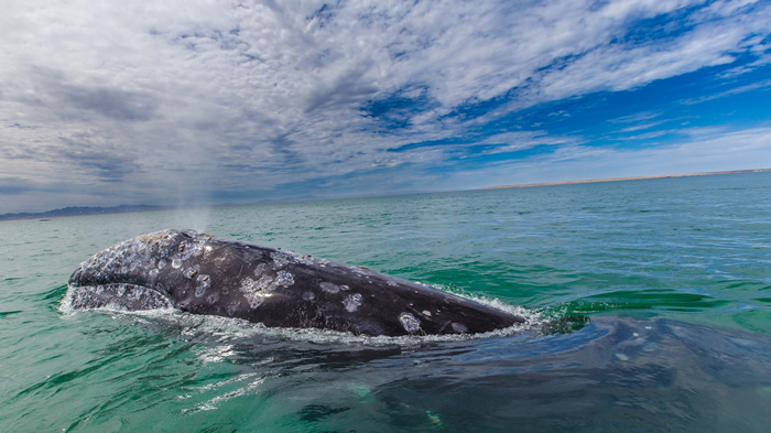研究证实，船舶噪音与鲸鱼的长期压力有关。 照片来源：Gilad Rom（CC BY-NC 2.0）