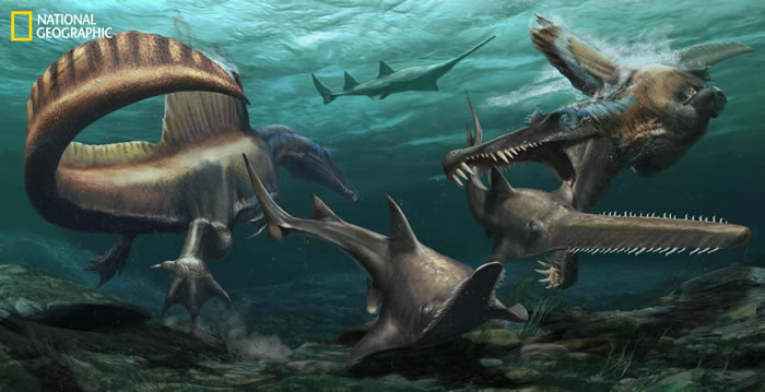 摩洛哥发现的埃及棘龙尾部化石表明：棘龙非常适合在水中生活