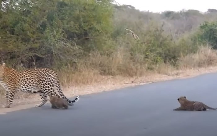 南非克留格尔国家公园花豹宝宝过马路时忽然趴下不动 豹妈妈赶紧回头引导