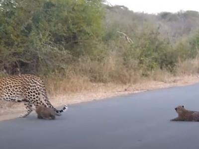 南非克留格尔国家公园花豹宝宝过马路时忽然趴下不动 豹妈妈赶紧回头引导