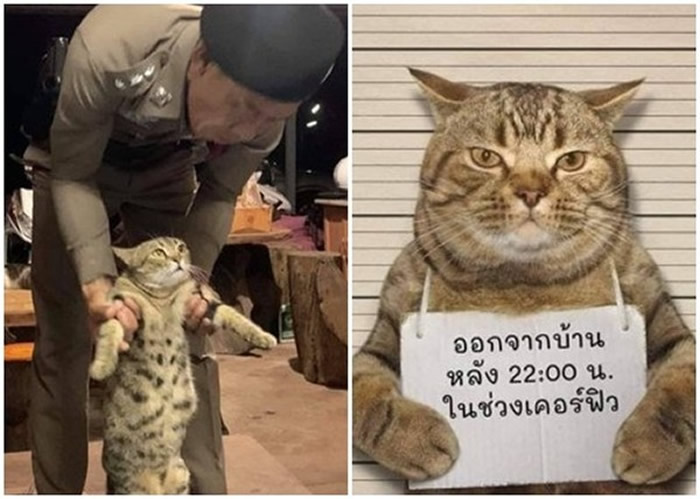 泰国警方“逮捕”一只涉嫌新冠肺炎疫情期间违反外出禁令的虎斑猫