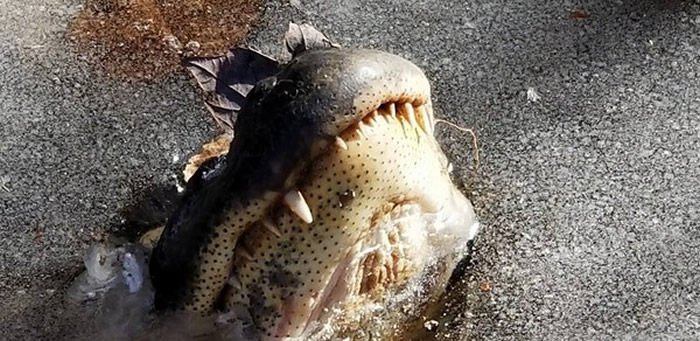 美国受超强寒流侵袭 北卡罗莱纳州“沙洛特河沼泽公园”鳄鱼把吻颚以上探出结冰湖面