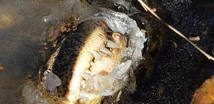 美国受超强寒流侵袭 北卡罗莱纳州“沙洛特河沼泽公园”鳄鱼把吻颚以上探出结冰湖面