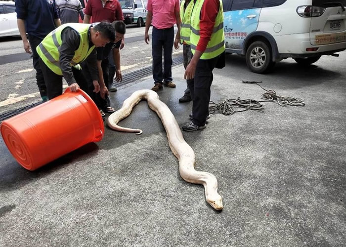 台湾苗栗县头屋乡民众在草丛内发现3米长黄金蟒 原以为是死蛇
