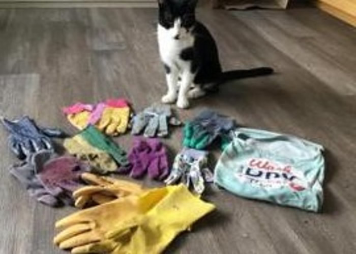 英国德比郡贝尔珀镇发生最少14宗手套失窃案 小偷是一只猫