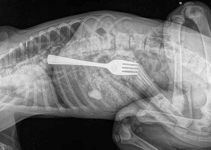 澳洲南澳省阿德莱德金毛寻回犬经常在家中偷吃食物 X光片惊见餐叉