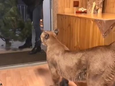 俄罗斯美洲狮“梅西”看到主人带圣诞树回家 开心得像狗狗一样“汪汪叫”