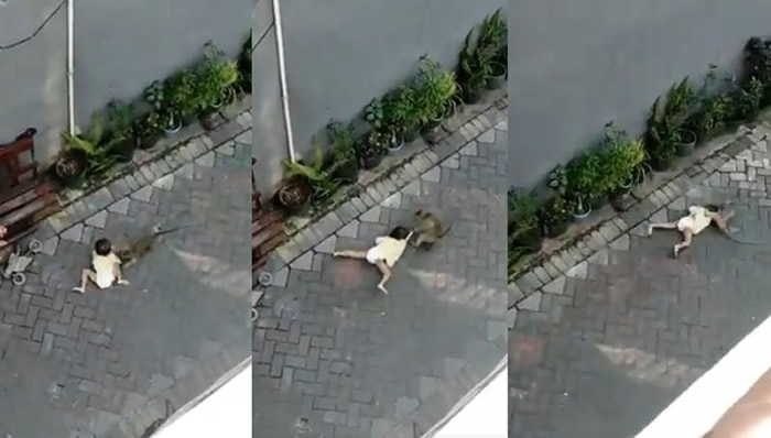 印尼泗水一只猴子骑车逃亡后冲到附近街道 掳走路边小女孩