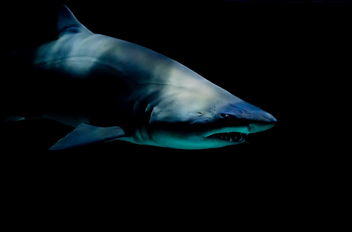 西班牙地中海沿岸的度假胜地卡拉宏达海滩附近捕获巨型鲨鱼