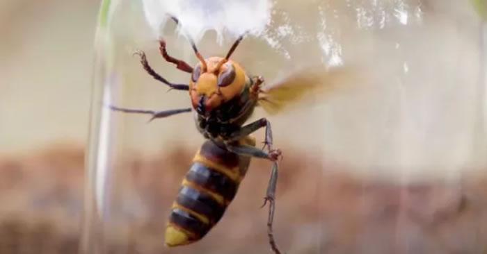 入侵美国的亚洲“杀人大黄蜂”在日本被视为美味佳肴