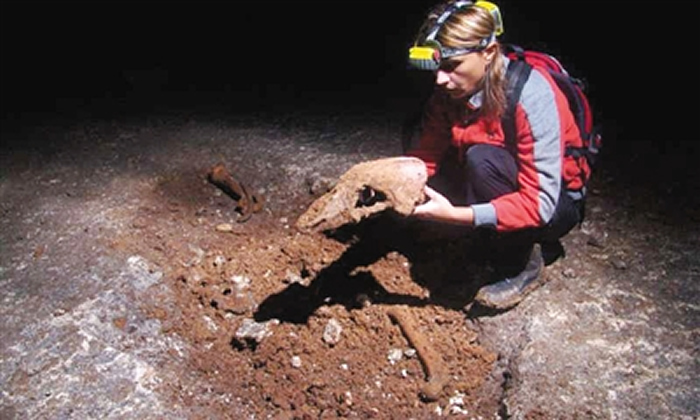 研究人员考古发现的洞熊头骨比现有棕熊头骨大很多 图片来源：《科学进展》网站