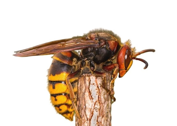 “杀人蜂”大虎头蜂一分钟螫死老鼠 毒刺可持续播毒