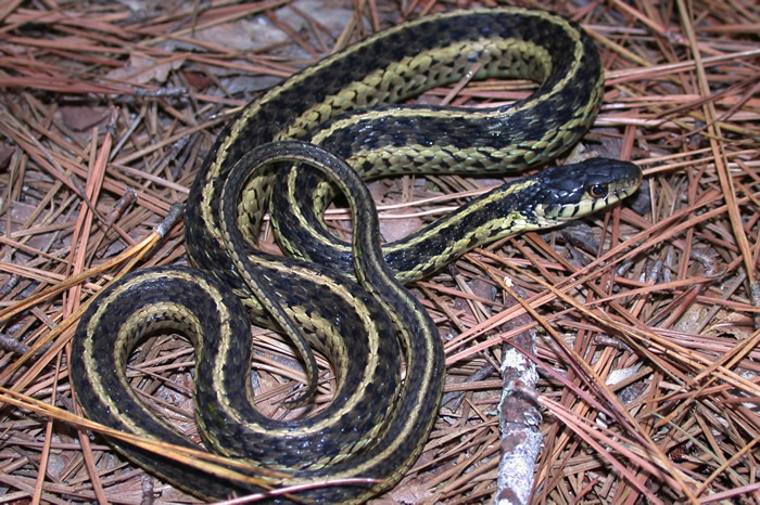 科学家发现束带蛇喜欢一起出去玩 而且也有“好朋友”