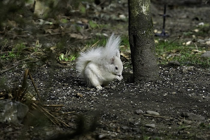 英国珀斯郡公园发现一只全身白色的红松鼠