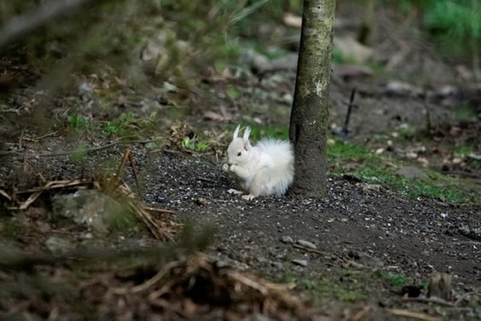 白变症红松鼠除了毛色以外，其他和普通红松鼠没两样。（图／翻摄自Facebook／Saving Scotland`s Red Squirrels）