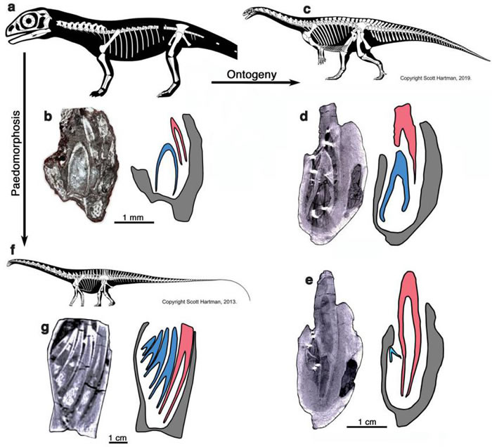 恐龙牙齿演化研究取得重要成果