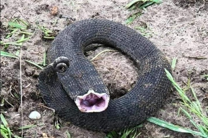 路边遇到“头部断一截”的超扁怪蛇是什么生物？ 网友：猪鼻蛇