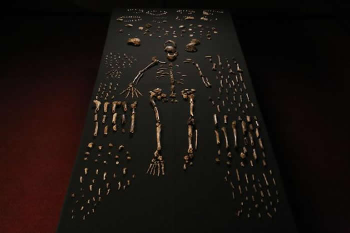 发现人类祖先新物种