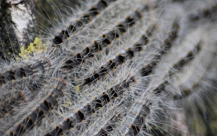 英国村庄有毒毛虫“栎列队蛾”大量繁殖 一碰到就皮肤红肿、气喘