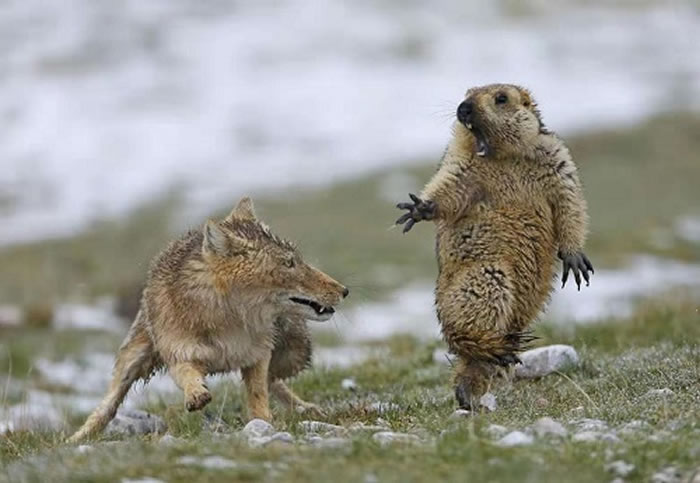 中国摄影师鲍永清拍下土拨鼠被狐狸吓到的照片获奖 土拨鼠最后仍被狐狸吃掉了