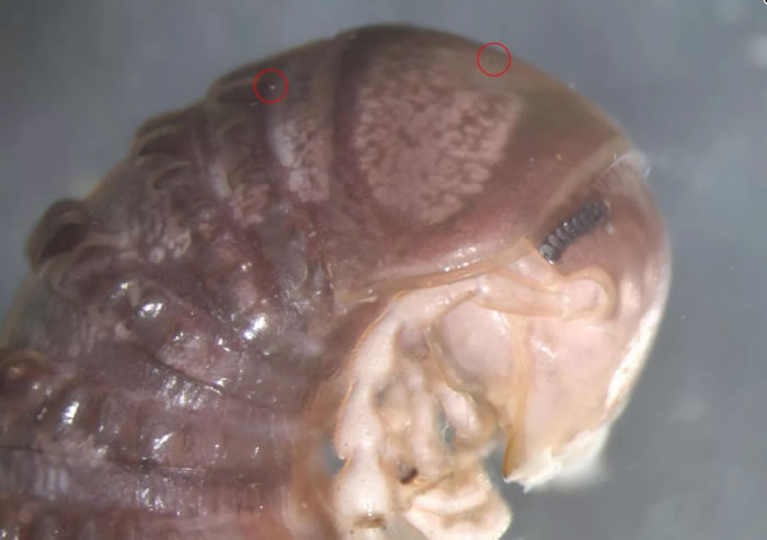 科学家在发布于Twitter的千足虫照片中发现新的寄生真菌 以Twitter命名