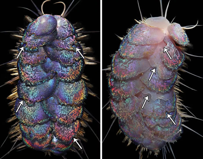 《ZooKeys》杂志：论文中描述四种新发现的五彩斑斓的深海鳞片蠕虫