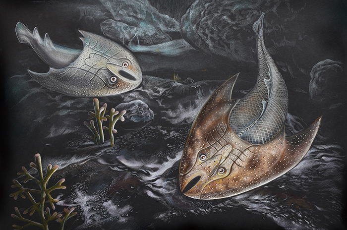 山口中华盔甲鱼（左）和西坑裂吻鱼（右）在淡水河流中的生态复原图（郭肖聪绘）