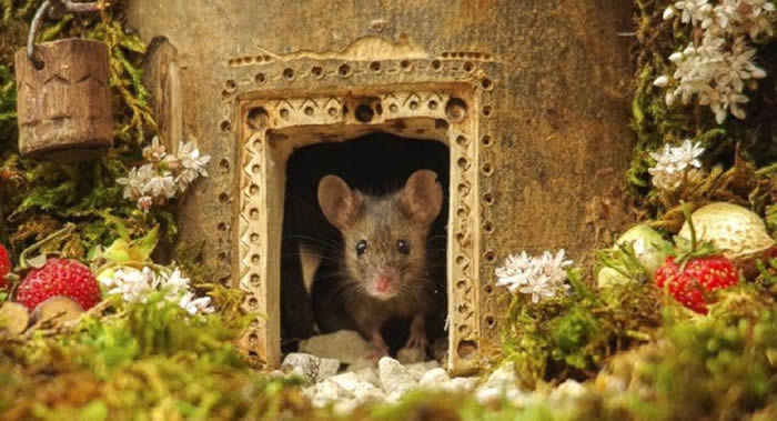 英国摄影师在花园里为老鼠建造“霍比特村”