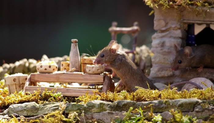 英国摄影师在花园里为老鼠建造“霍比特村”