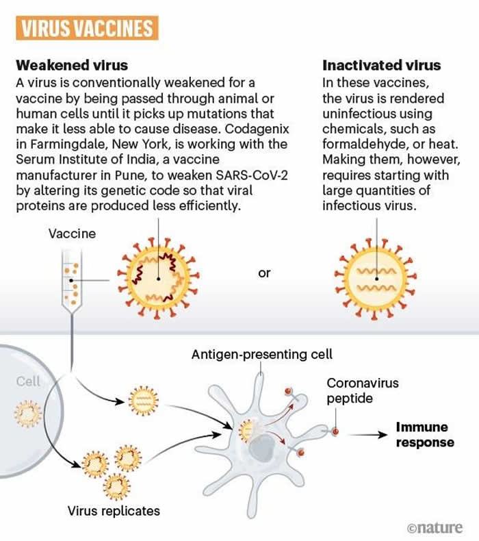 牛津大学开发的新冠病毒候选疫苗ChAdOx1 nCoV-19在猕猴身上发挥作用