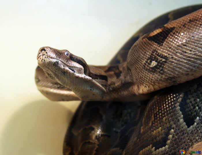 蟒蛇不可思议的新陈代谢引发研究人员兴趣