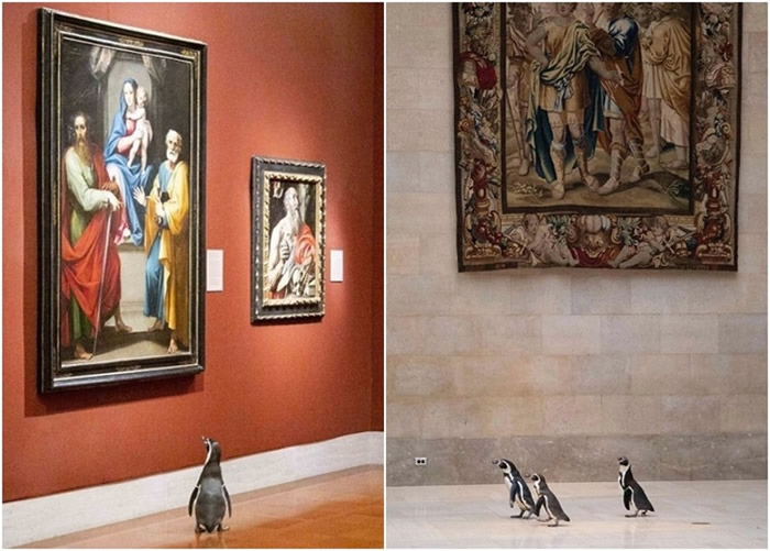 美国密苏里州堪萨斯城动物园企鹅获邀到纳尔逊-阿特金斯艺术博物馆欣赏名画