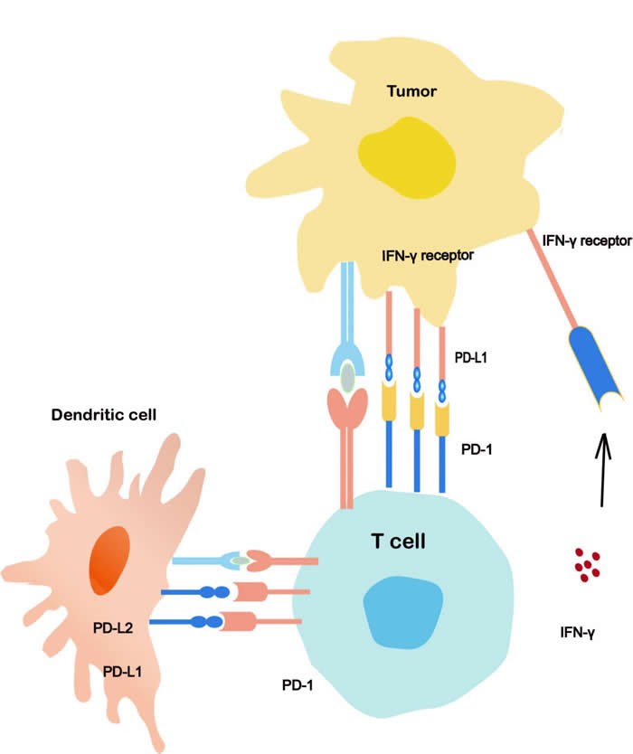 PD-1/PD-L1抑制剂治疗肺癌的前景与挑战