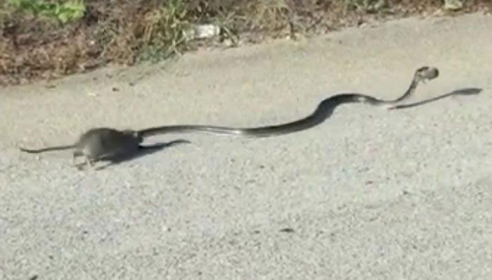 意大利那不勒斯大蛇在马路上捉到小老鼠 鼠妈妈奋不顾身冲上前咬尾巴救出