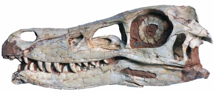 精美临河盗龙的头骨化石（来源：IVPP）