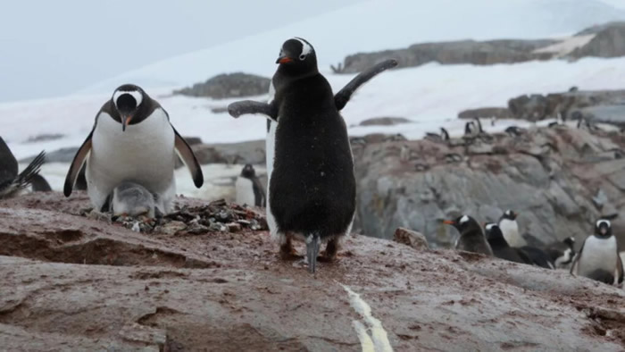 《Science of the Total Environment》：研究企鹅粪便跟土壤温室气体通量的关系