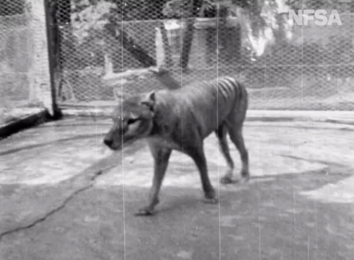 澳大利亚档案学家发现已知的最后一段关于已经绝迹的塔斯马尼亚虎（袋狼）的视频